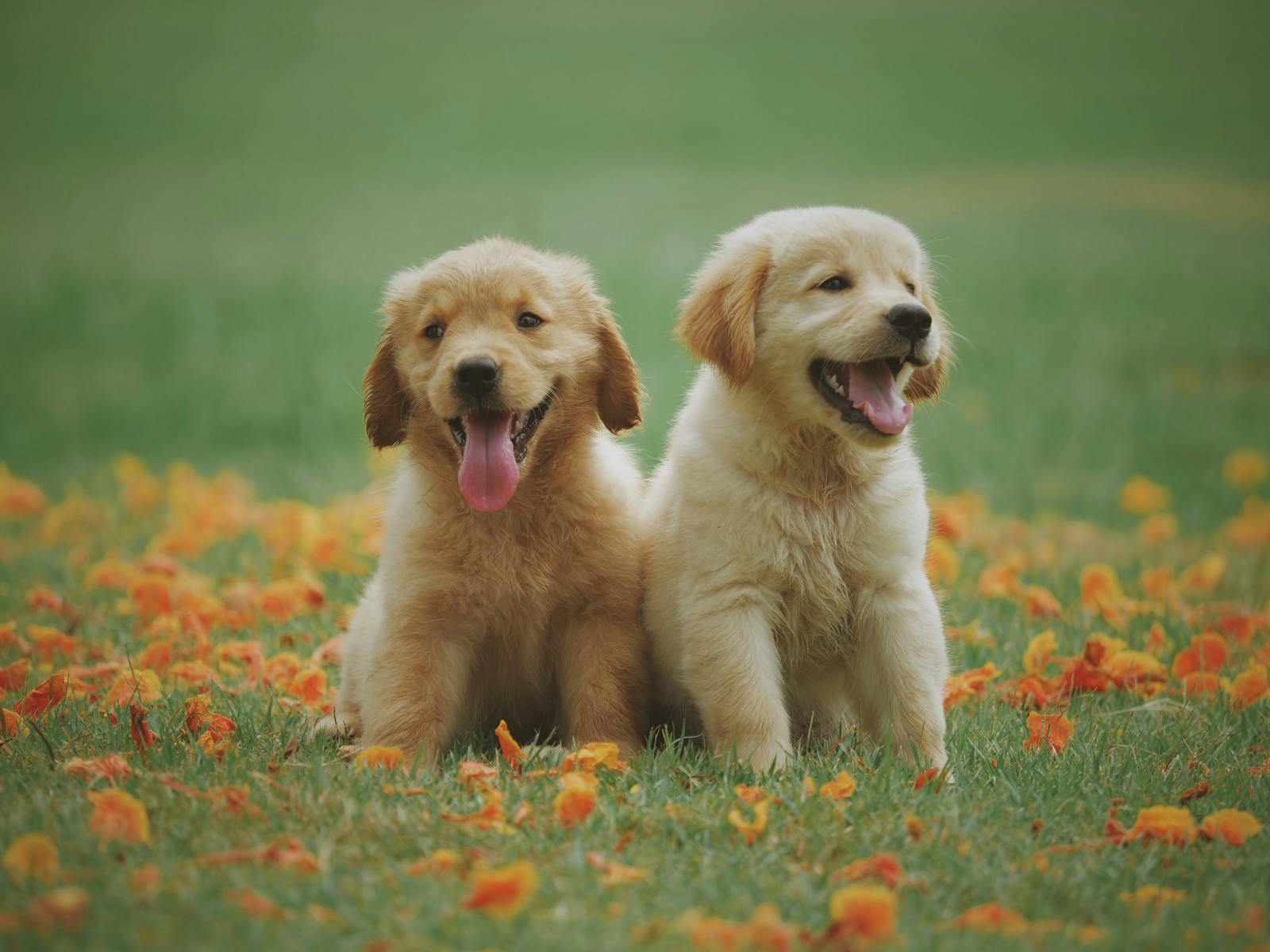 Luxury Dog Beds vs. Traditional Beds: What’s the Difference?