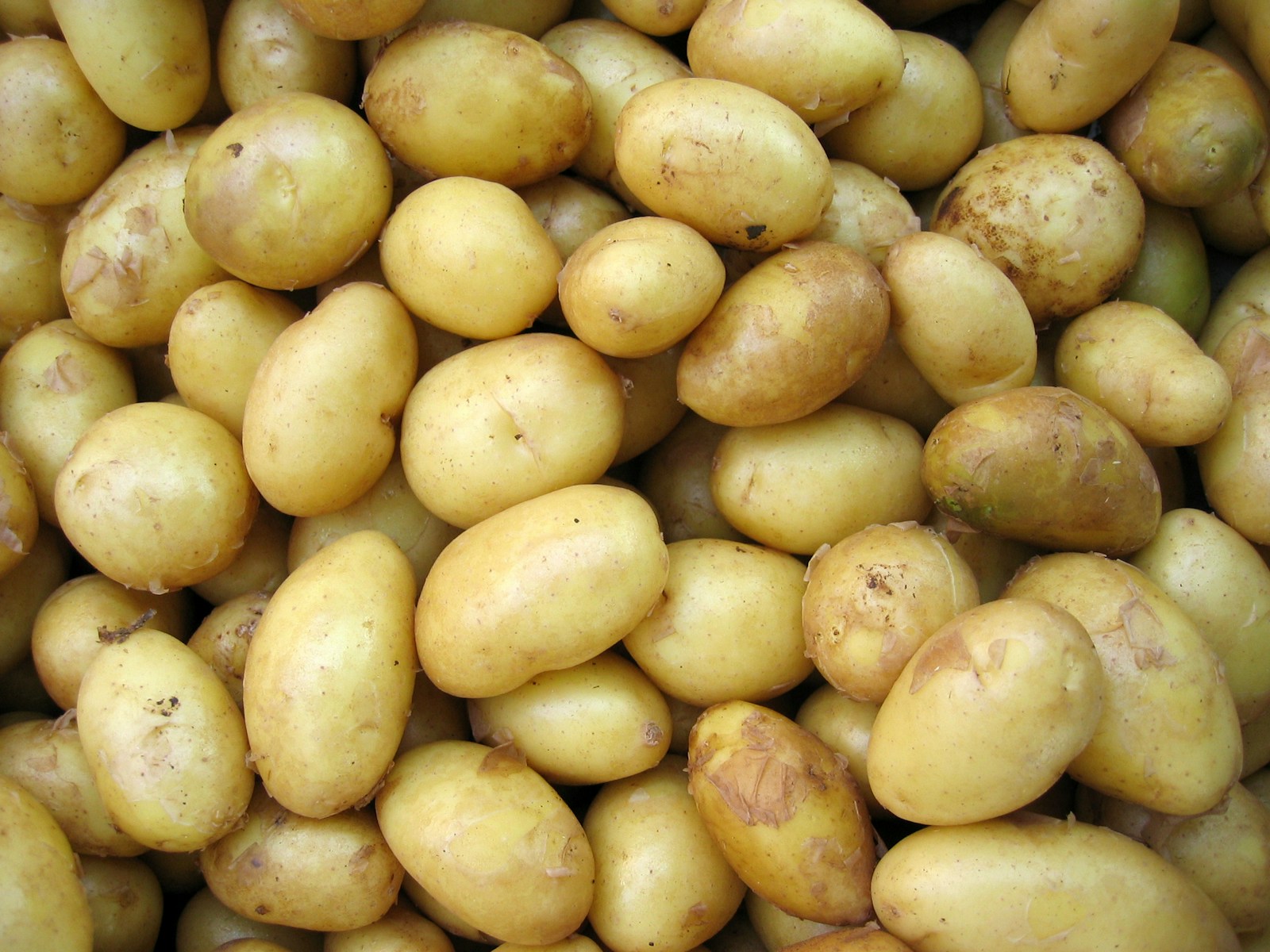Your Definitive Guide to Purchasing Yukon Gold Potatoes in the Netherlands