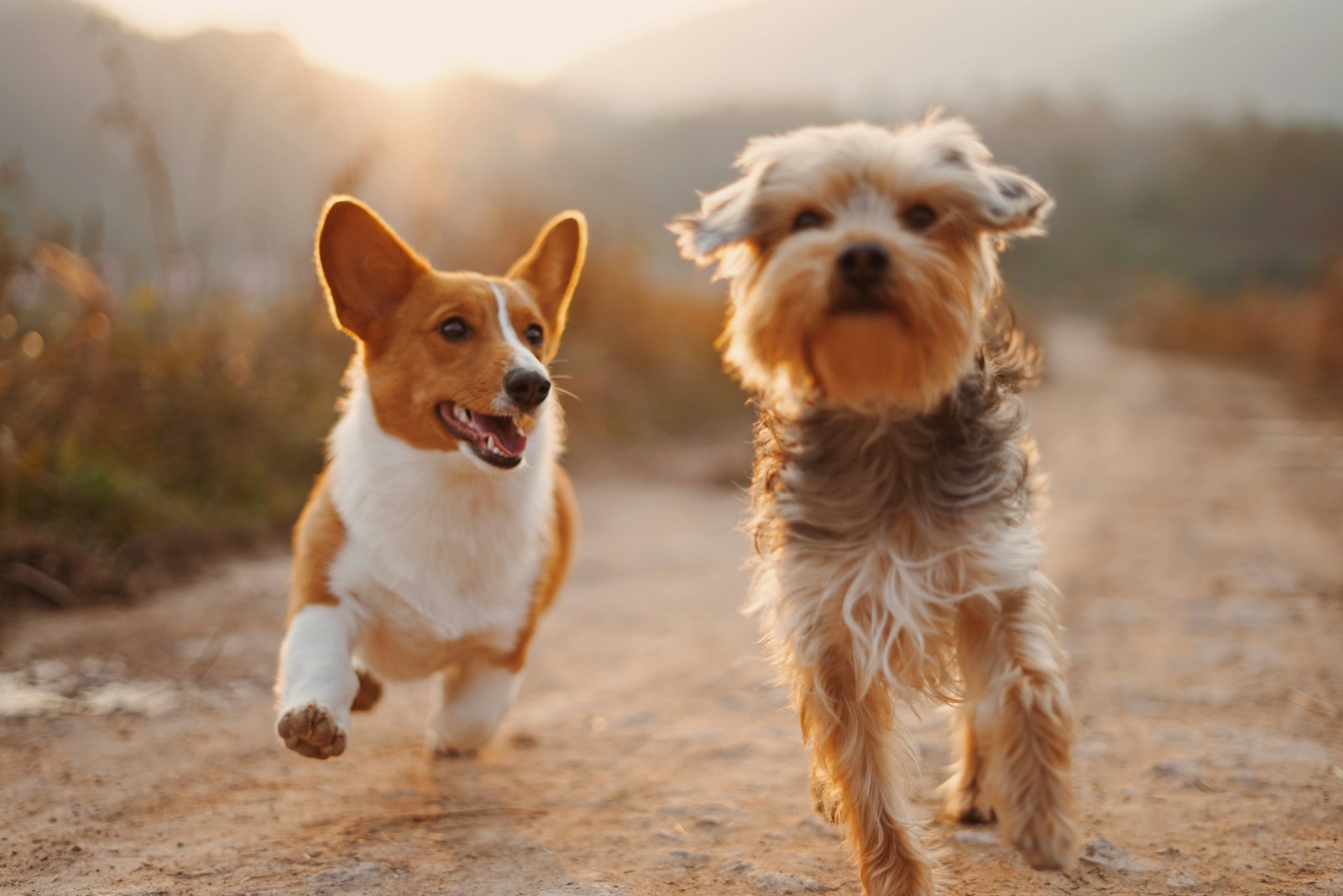 Paws, Play, and Peace of Mind: Finding the Right Day Boarding and Daycare for Dogs